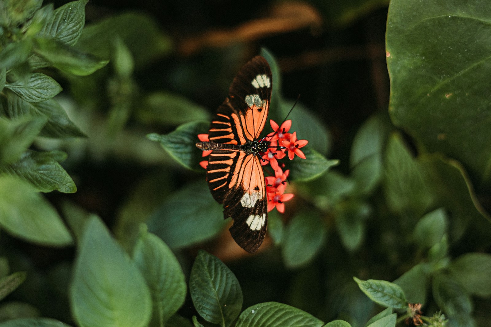 A butterfly rests on a pink flower.